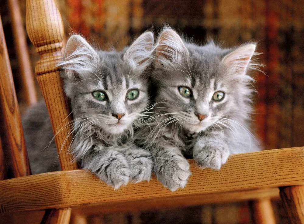 HIGH QUALITY - PUZZLE 500 PIECES CHATONS