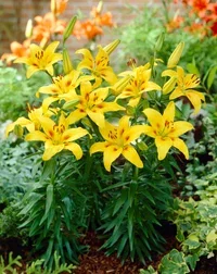 Lilium orientale Lillium orientale Ø23 cm