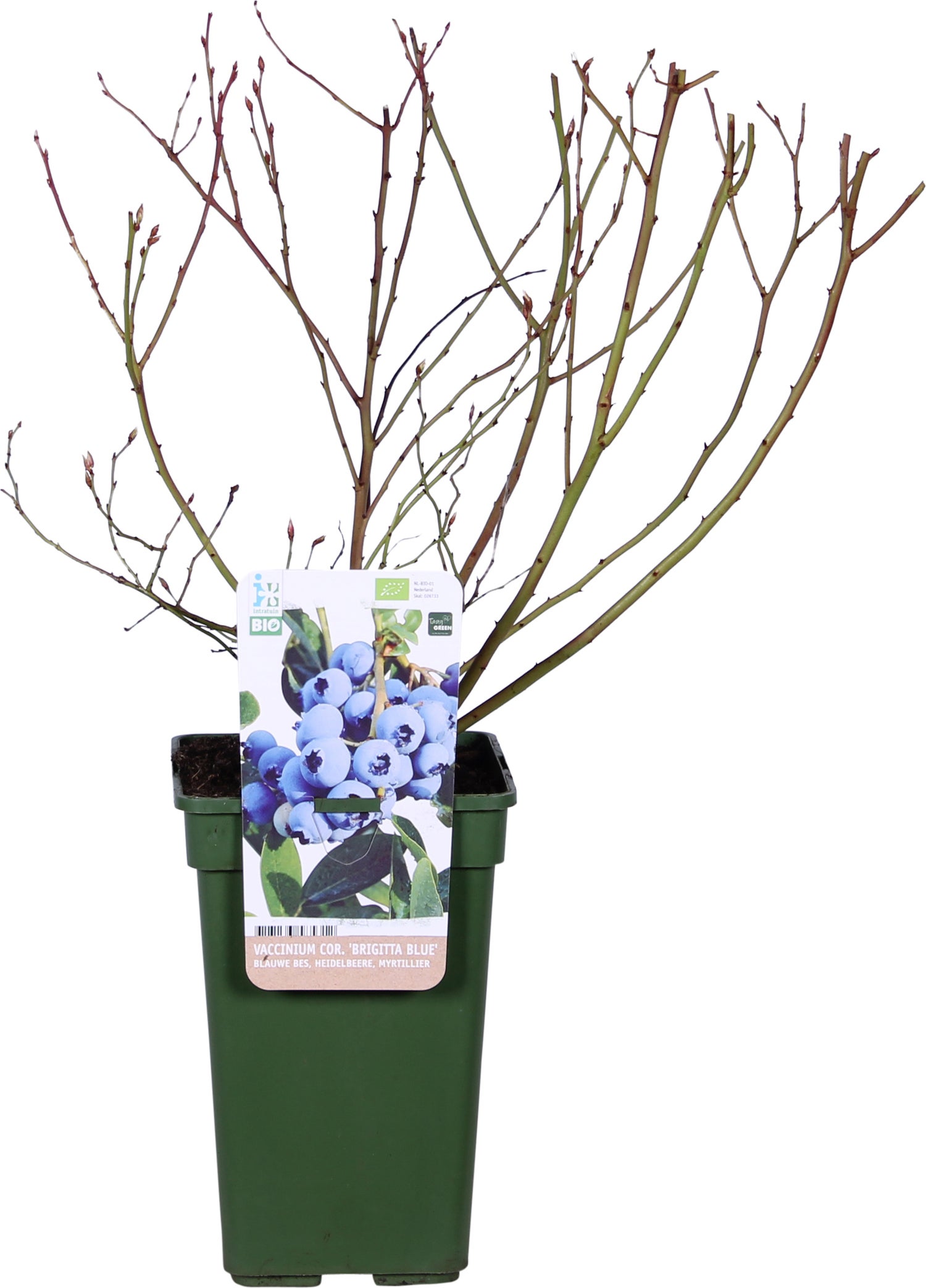 Biologische Blauwe bes (Vaccinium corymbosum 'Brigitta Blue') D 19 H 60 cm