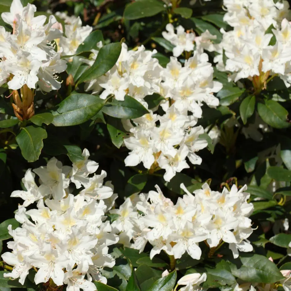 Rhododendrons - Set van 3 - Rhododendron catawbiense - Hoogte 25-40cm - ⌀9cm