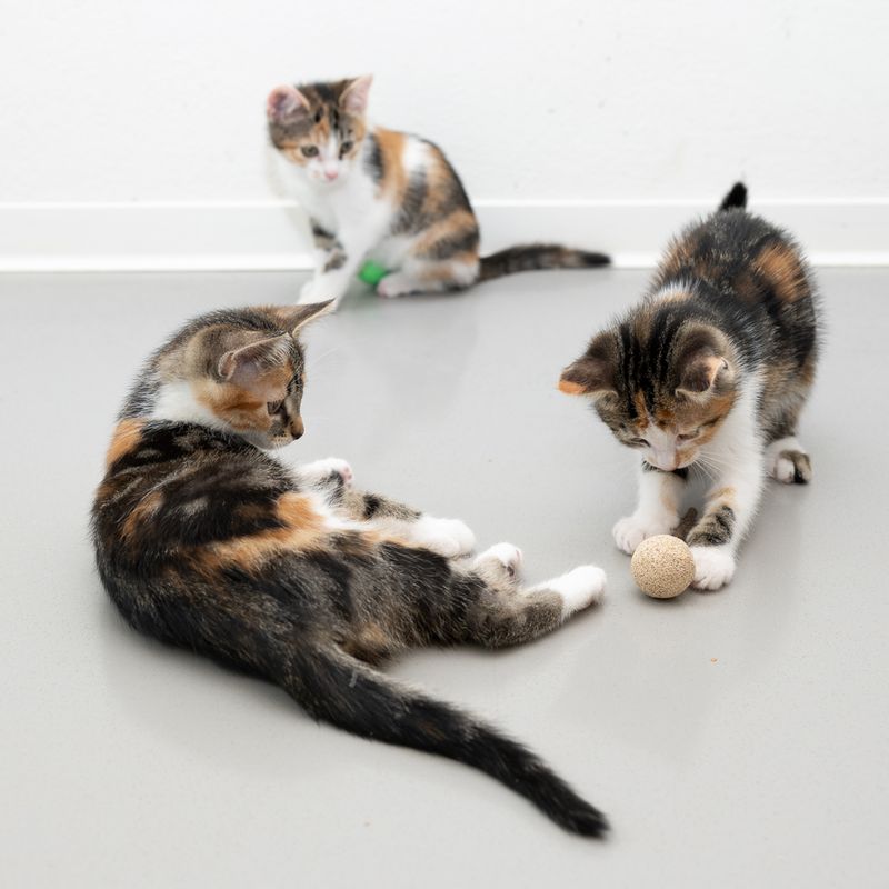 Jouet Modern Living Sucette au matatabi Fukuoka pour chat