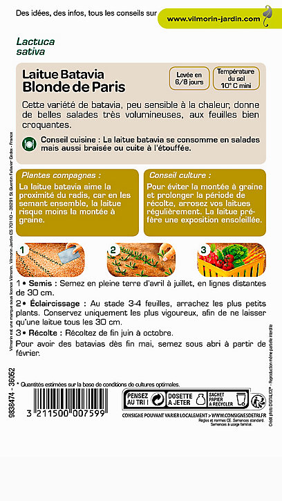 Graines de Laitue Batavia Blonde de Paris Vilmorin