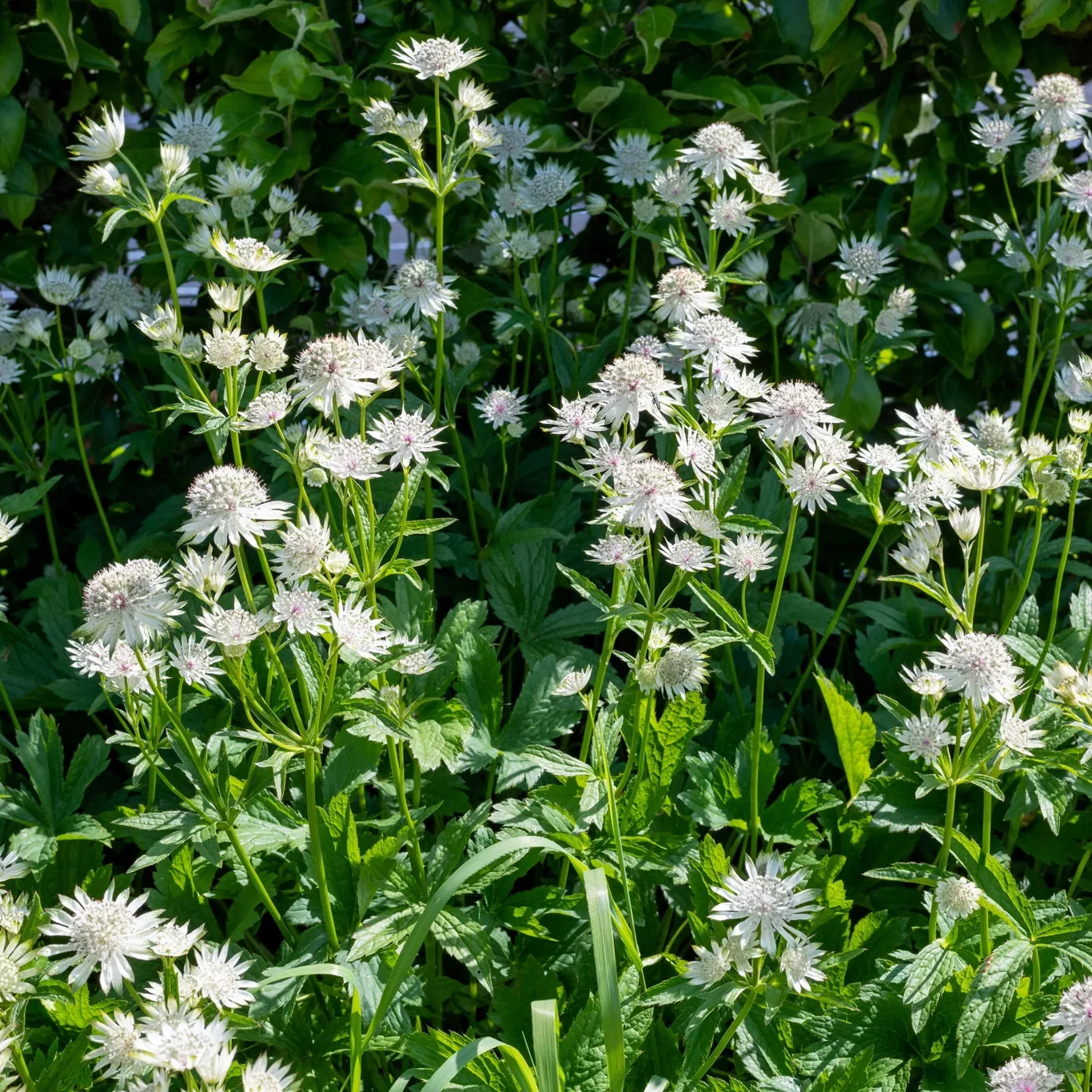 Astrantia major 'Star of Billion' Storstjerneskjerm 'Star of Billion' Ø19 cm