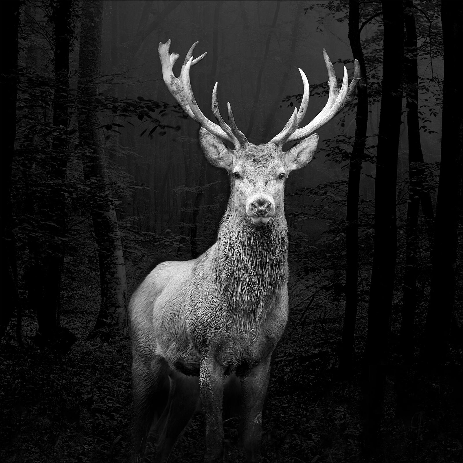 PRO ART Canvas-Art Bild GREY DEER HEAD 27 x 27 cm schwarz/ weiß