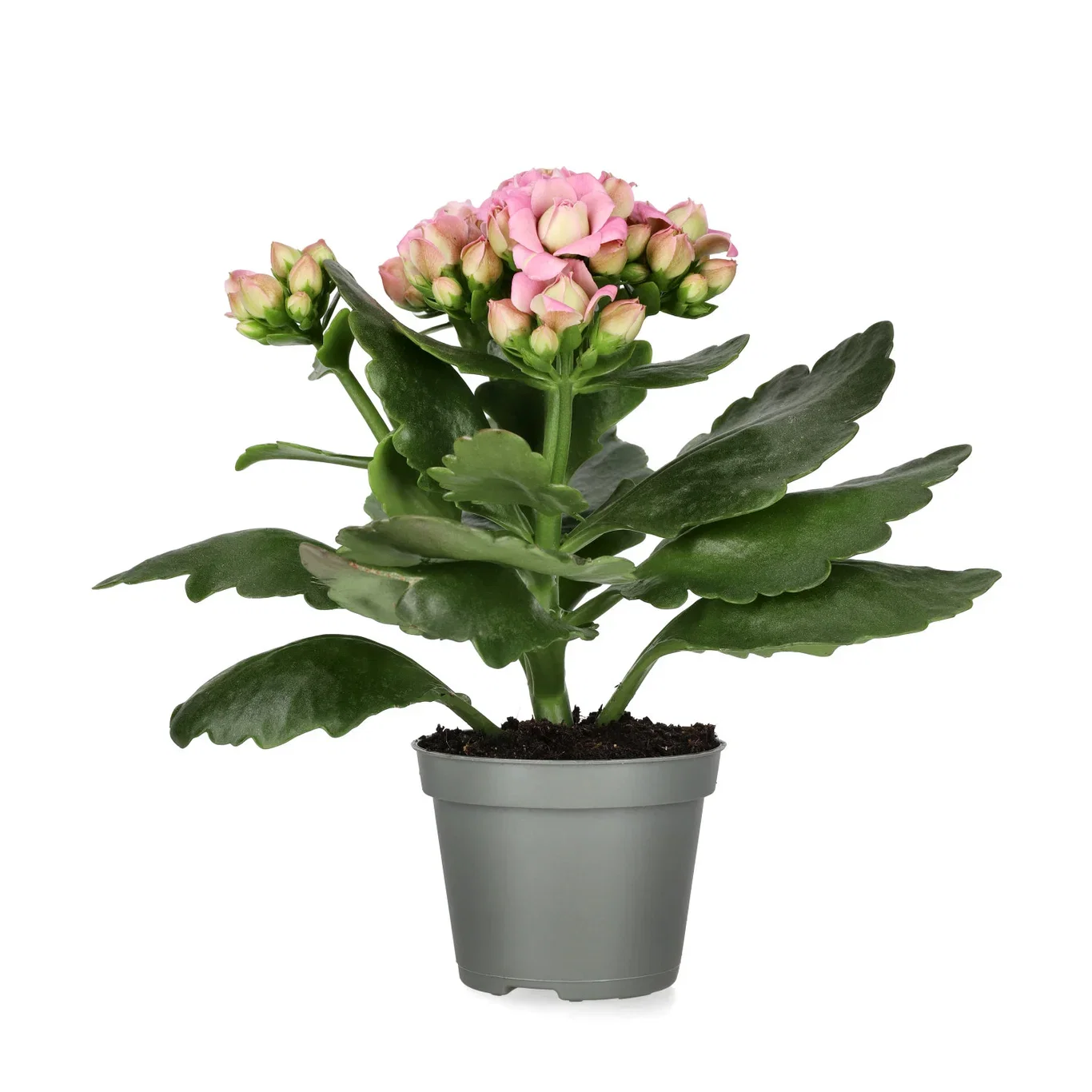 Kalanchoe mini Light Pink 6cm Ildtopp Høyde 10 cm