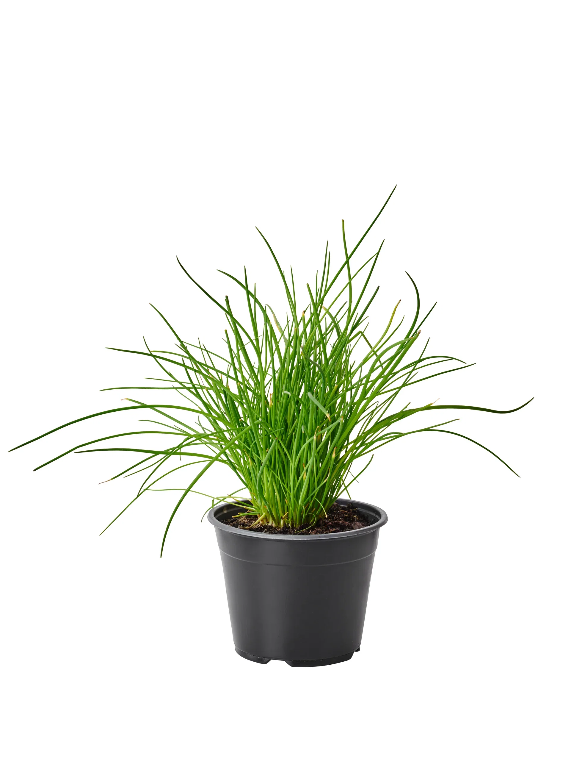 Allium schoenoprasum 14 cm Gressløk Ø14 cm