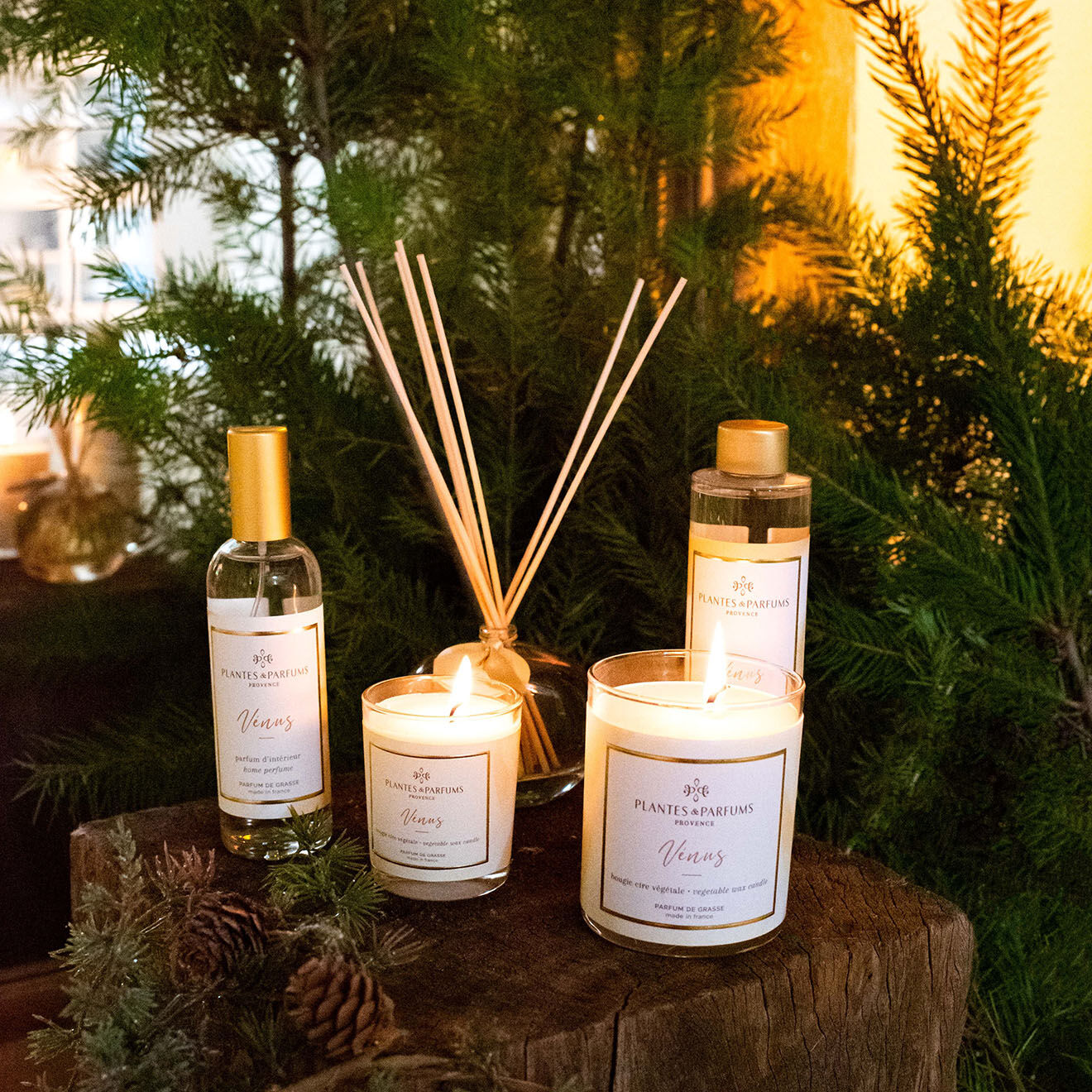 Plantes et Parfums de Provence Bougie Végétale Parfumée Vénus - 1 mèche 15h