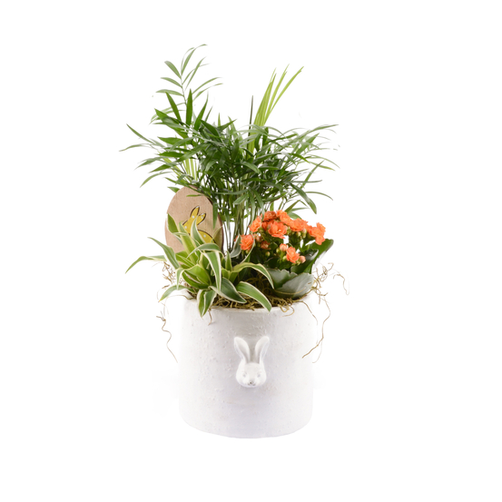 Composition pâques de 3 plantes intérieur : pot décoration lapins
