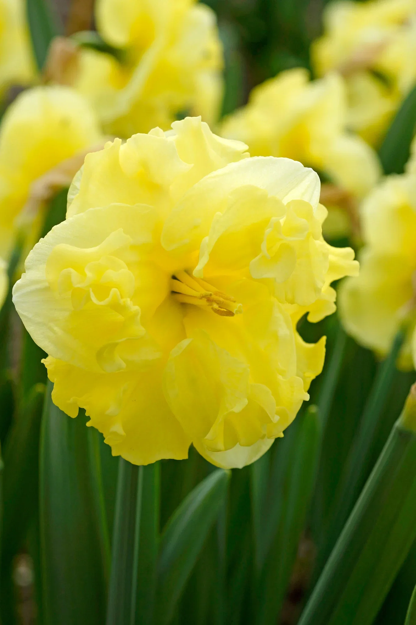 Narcissus pseudonarcissus 'Sunny Side Up' Påskelilje 'Sunny Side Up'