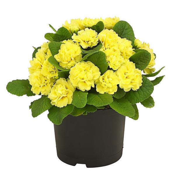 Rosenprimel