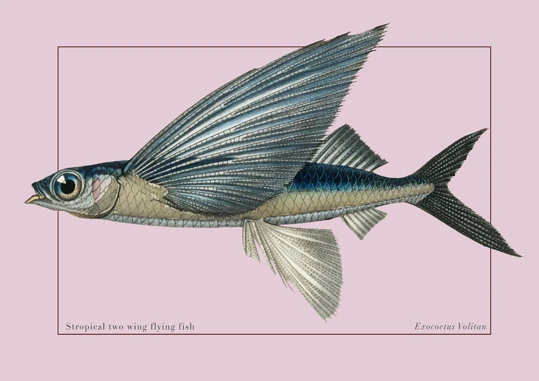 Fliegender Fisch