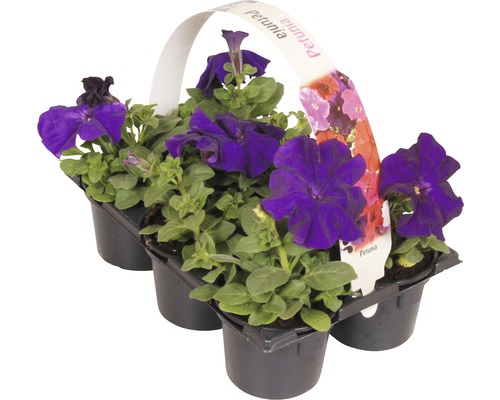 Bloeiende perk- en balkonplanten, 6-pack FloraSelf: Portulaca, Tagetes, Lobelia, Impatiens, Begonia, Alyssum