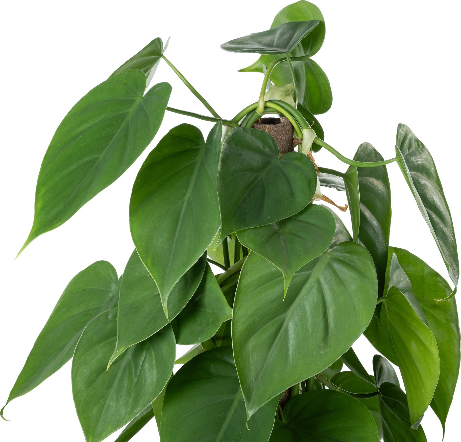Philodendron op duurzame klimstok (Philodendron scandens) D 14 H 50 cm