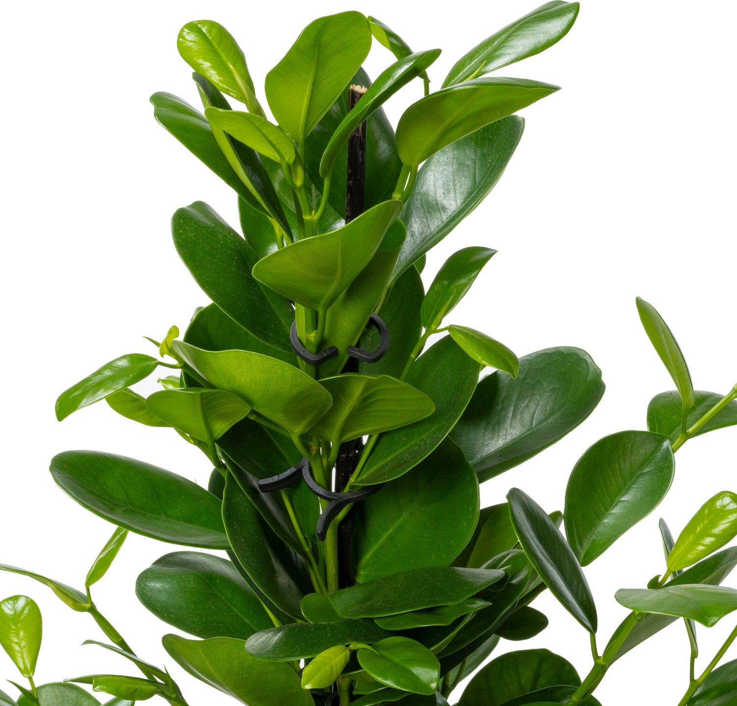 Vijgenboom (Ficus microcarpa 'Moclame') D 24 H 135 cm