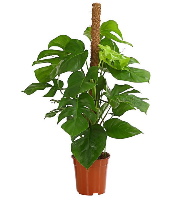 Fensterblatt - Monstera deliciosa