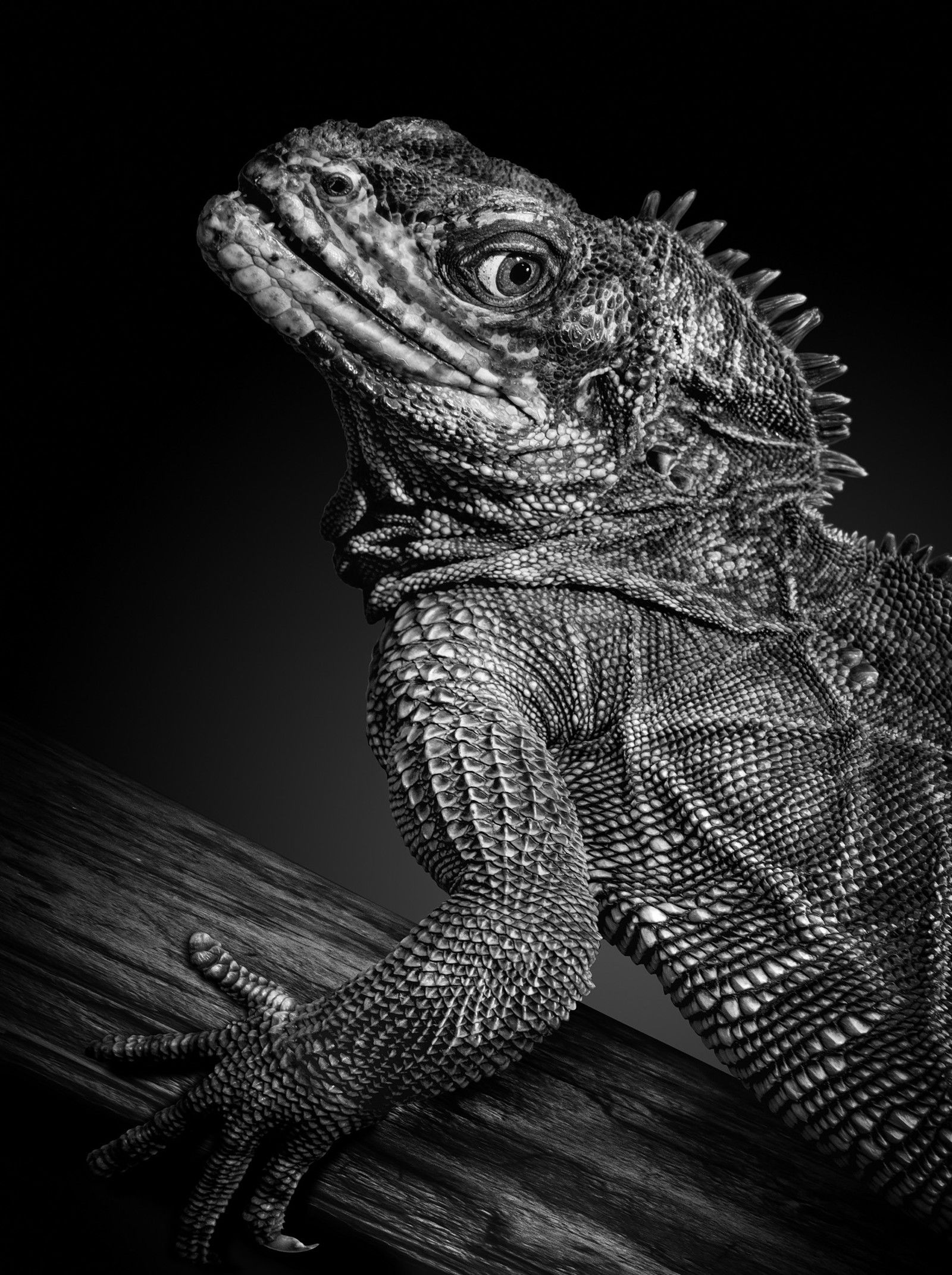 Leguan by Mikhail Kirakosyan - Limited Edition. Edition of: 150. Signed.
