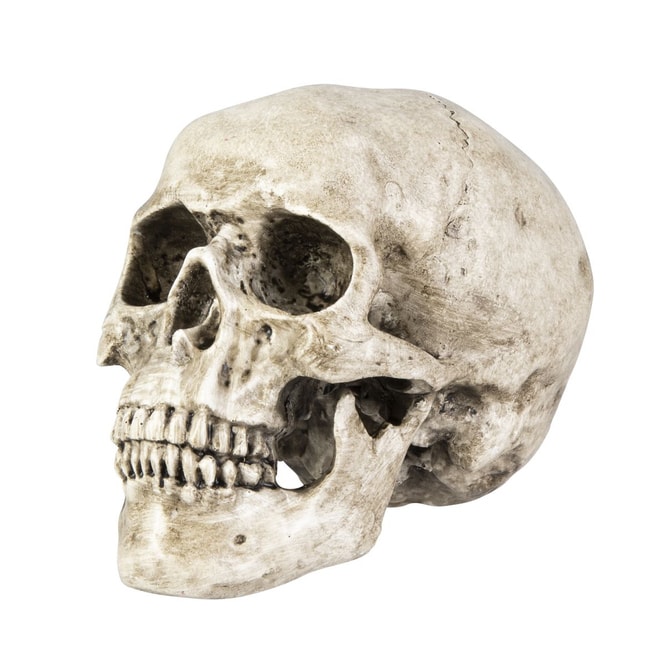 Totenkopf - altweiß - ca. 14 x 9,5 x 10,5 cm