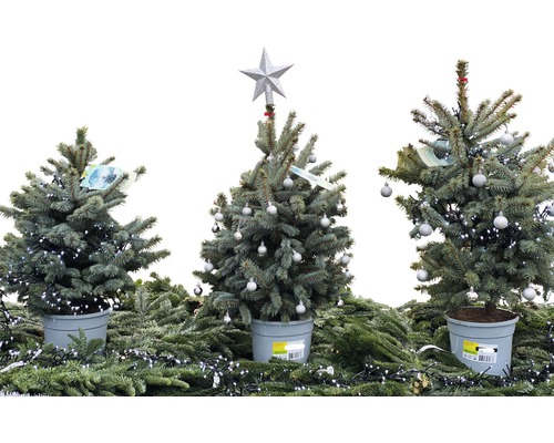 Blauwe spar, Blue Colorado Blauwe spar 'Baby Blue' FloraSelf H 100-120 cm Co 7,5 L Mini Kerstboom geschikt om te planten