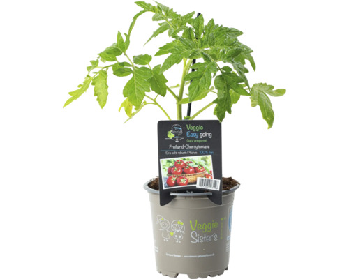 Cherrytomaat 'Philovita' FloraSelf Ø 10,5 cm pot, bijzonder ziekteresistent