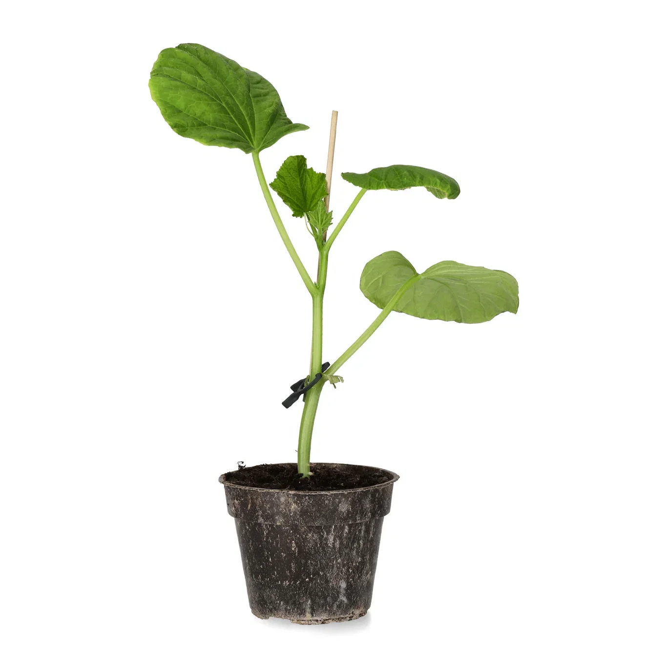 All Nature Cucumis sativus 'Kaikura' Snackagurk 'Kaikura' Ø10,5 cm