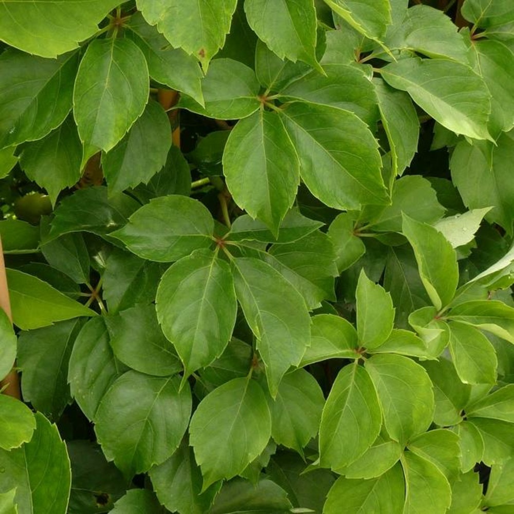 Vigne vierge quinquefolia - parthenocissus quinquefolia 3l