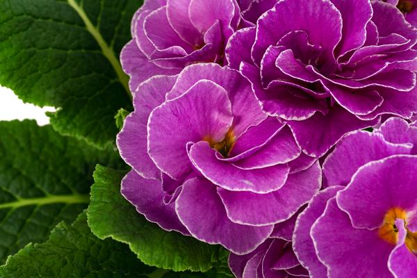 Primel 'Queen', gefüllt, verschiedene Sorten