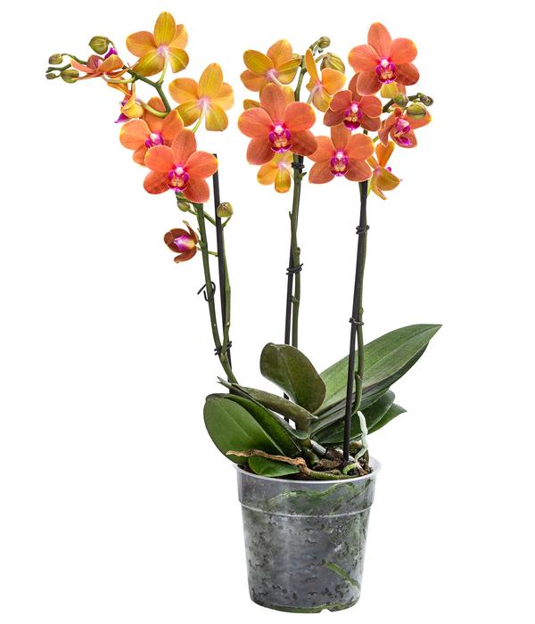 Schmetterlingsorchidee - Phalaenopsis