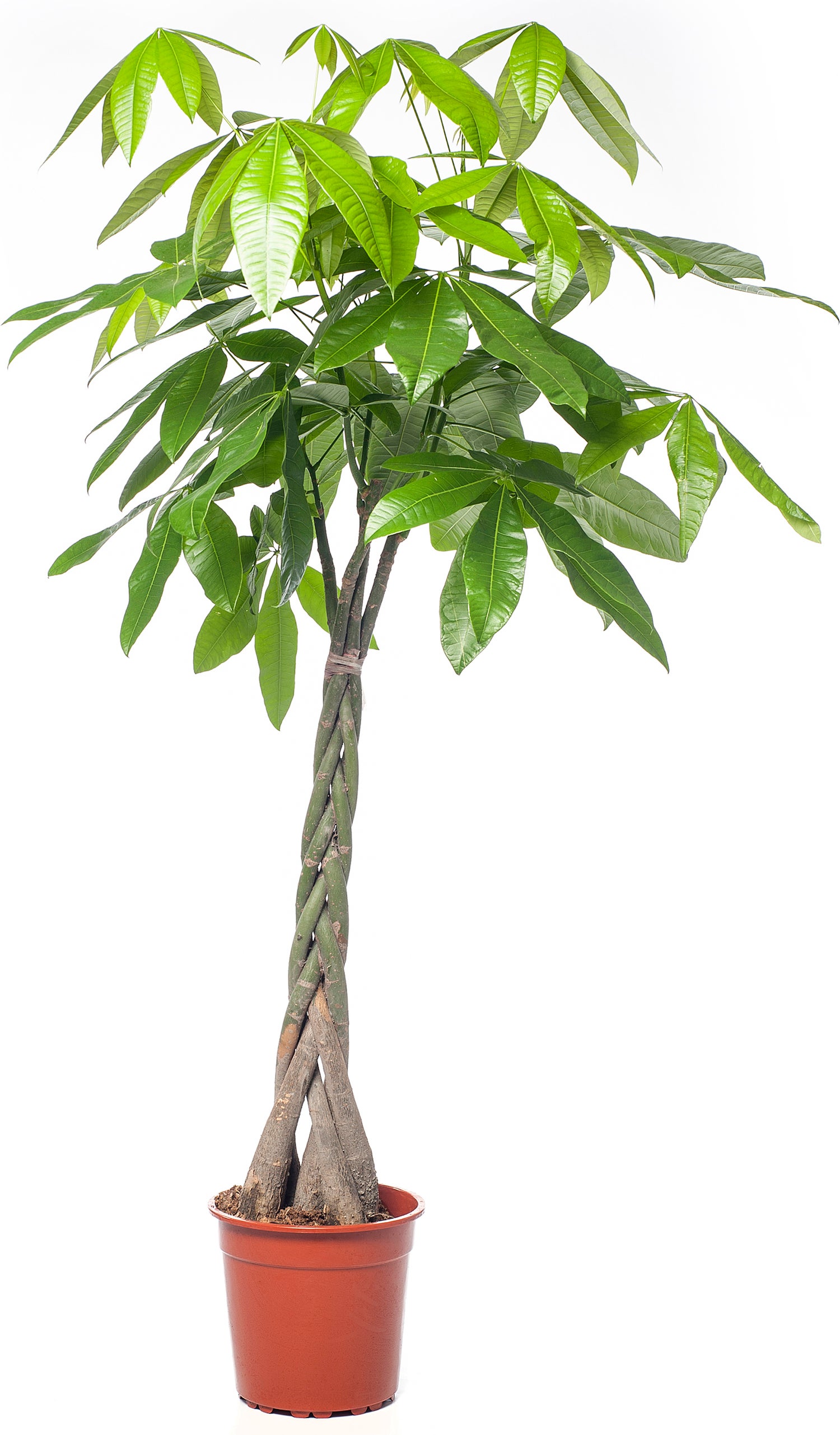 Geldboom (Pachira aquatica) D 35 H 190 cm