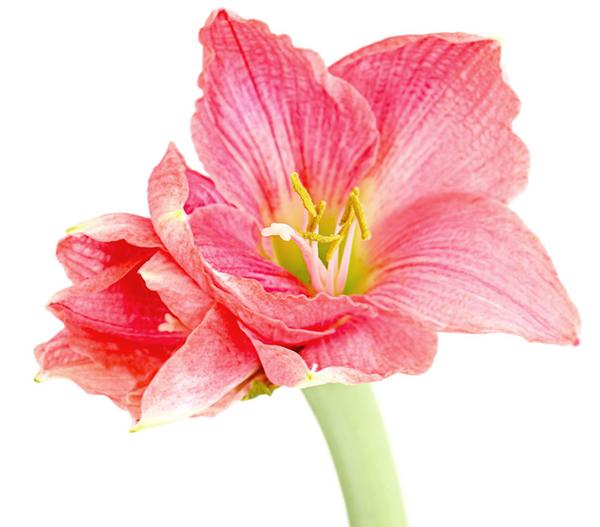 Amaryllis - Hippeastrum-Hybride, verschiedene