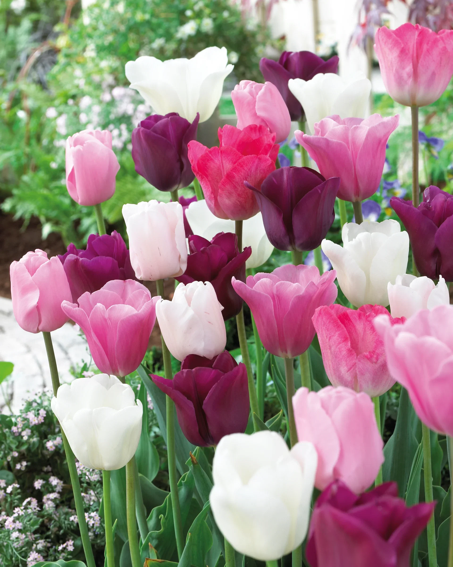 Tulipa Tulipanmiks Midnight Moments