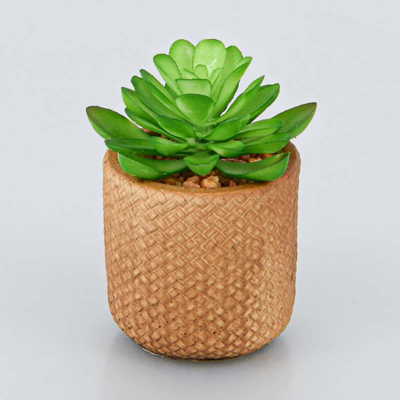 Succulente en pot