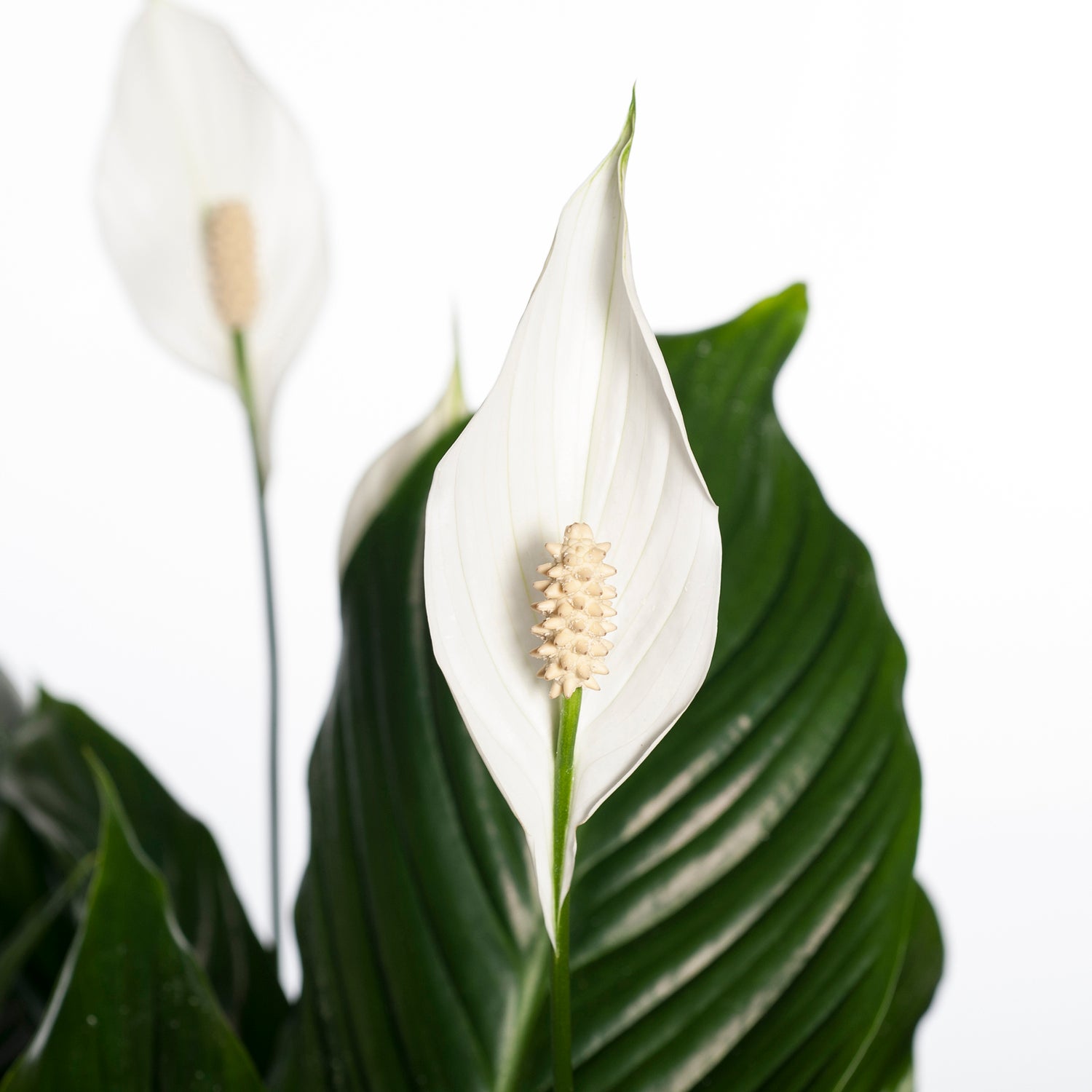 Lepelplant (Spathiphyllum 'Sweet Lauretta') D 21 H 100 cm