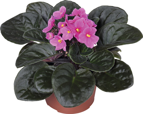 Afrikaanse Viooltjes Mix FloraSelf Saintpaulia H 20 cm Ø 12 cm Pot Willekeurige Variatie Selectie