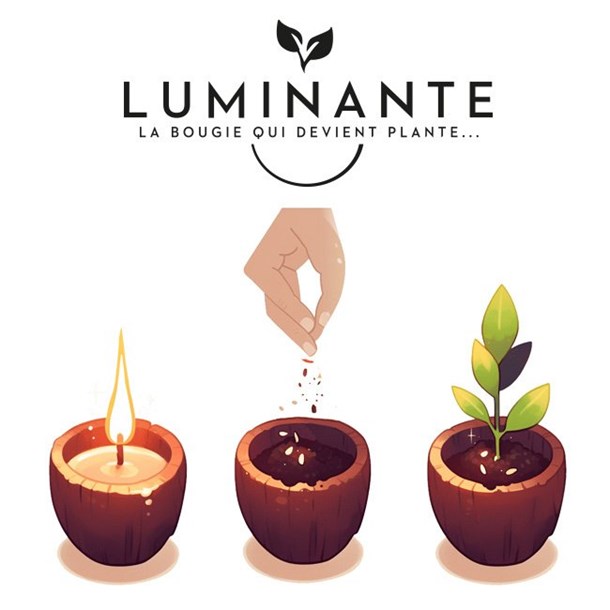 La bougie qui devient plante fl.cerisier