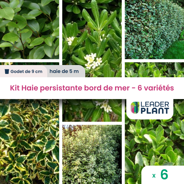 Kit haie persistante bord de mer – 6 variétés – lot de 6 plants en godet