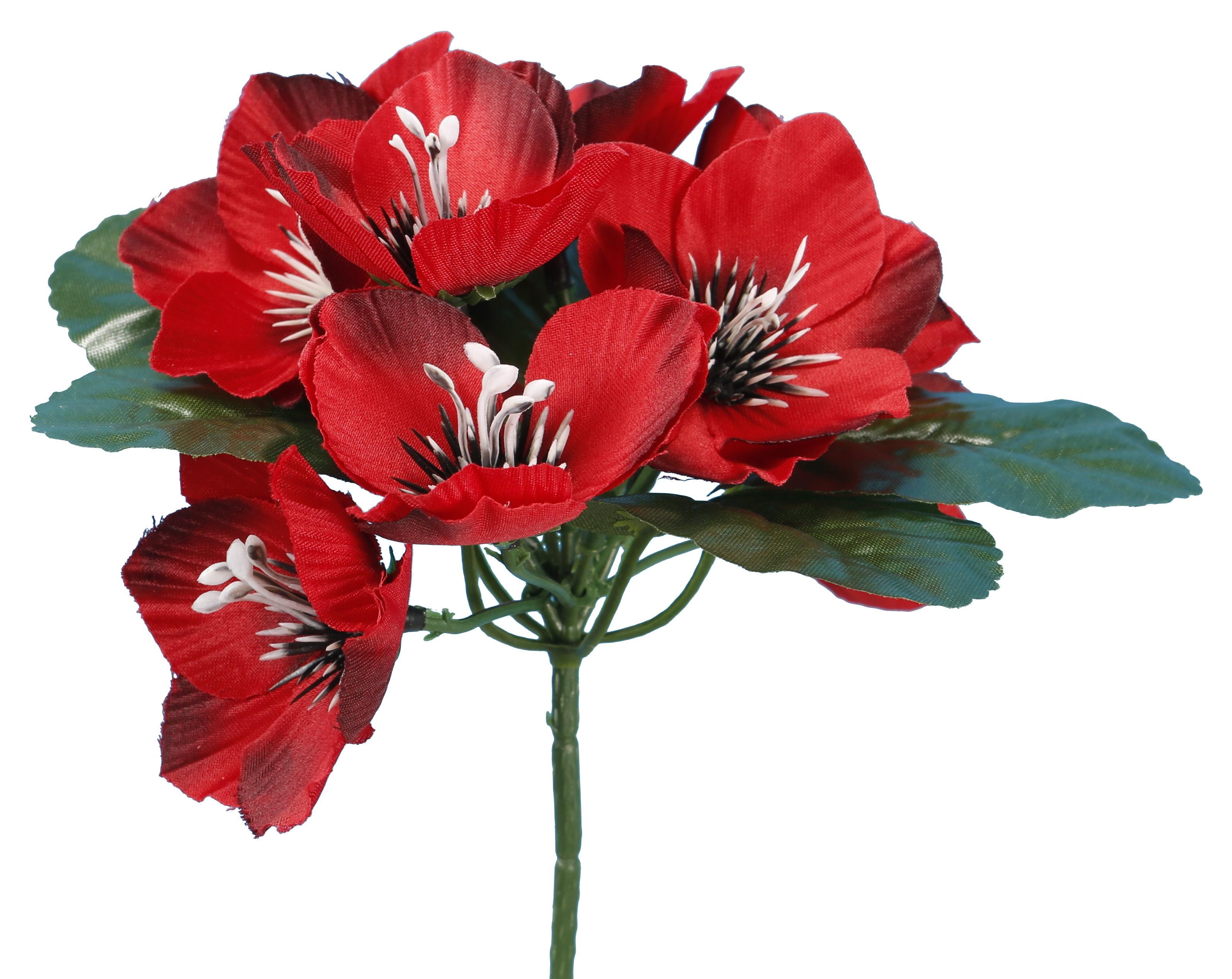 BUISSON ANEMONE