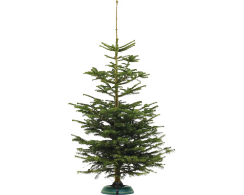Nordmann spar BASIC H 140-180 cm, gekapte kerstboom uit duurzame teelt