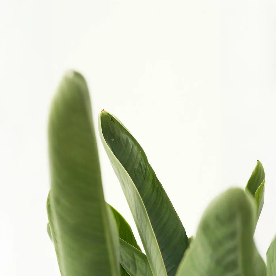 Paradijsvogelplant - Set van 2 - Strelitzia nicolai - Hoogte 55-70cm - ⌀17cm