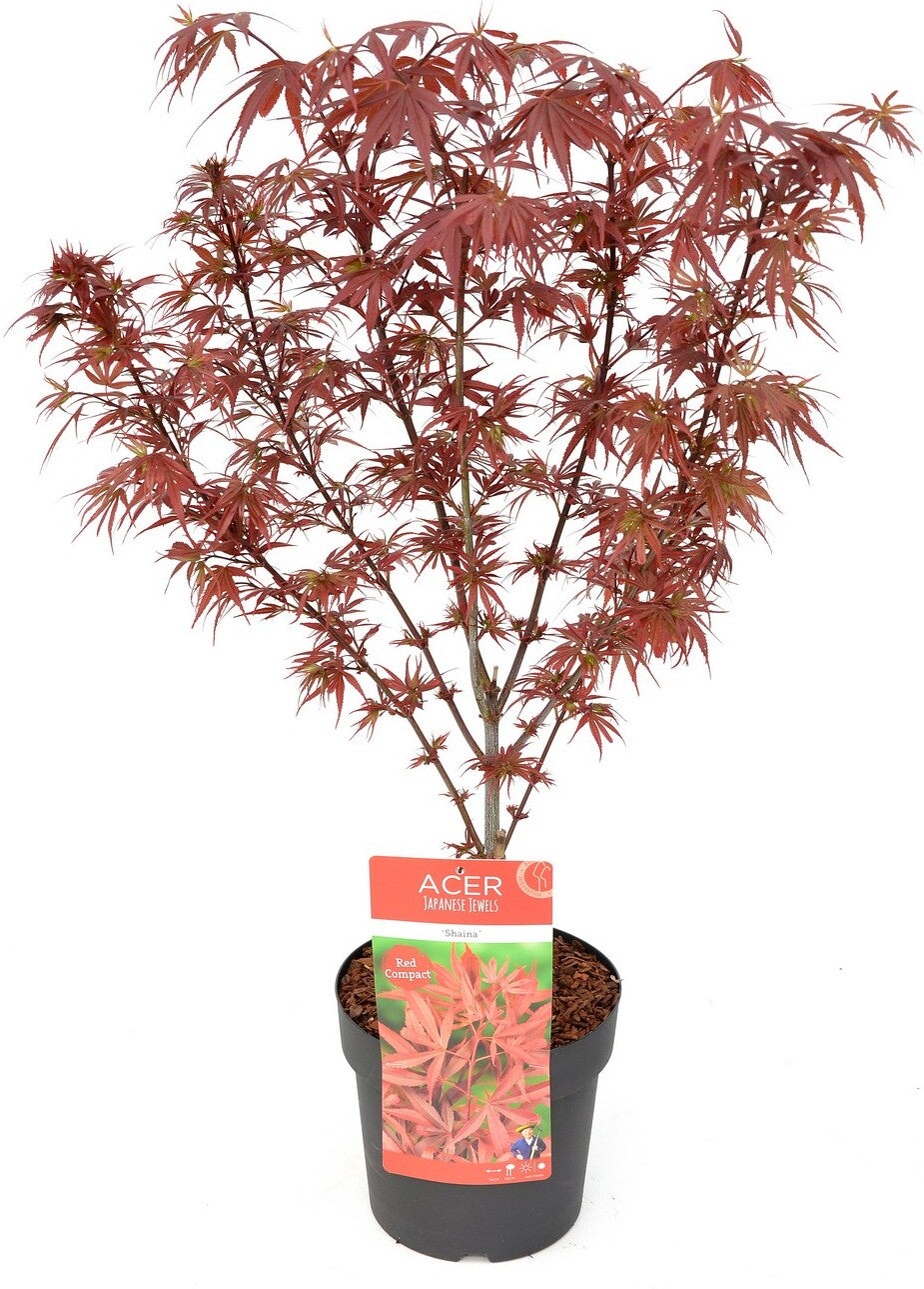 Japanse Esdoorn (Acer palmatum 'Shaina') D 19 H 40 cm