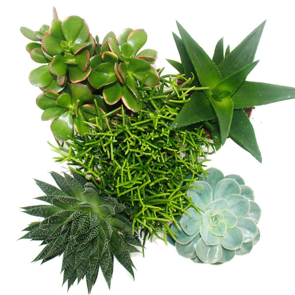 Ensemble de 5 succulentes différentes dans un pot de 12cm