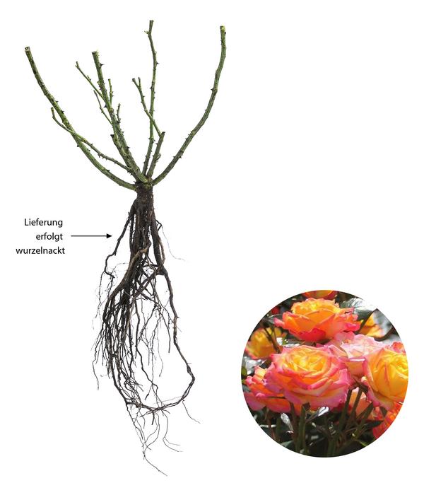 Zwergrose 'Tropical Clementine®'