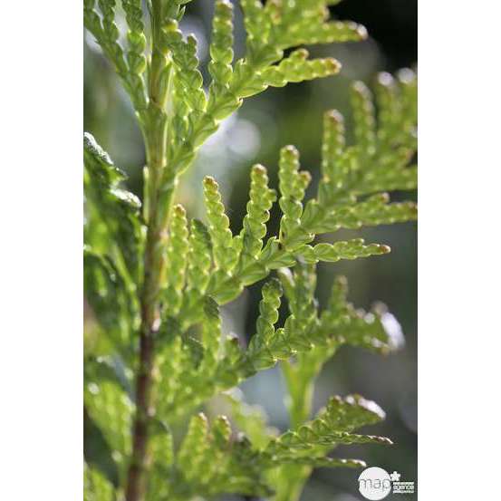 Thuya plicata Atrovirens, H : 150/175 cm, ctr 15L