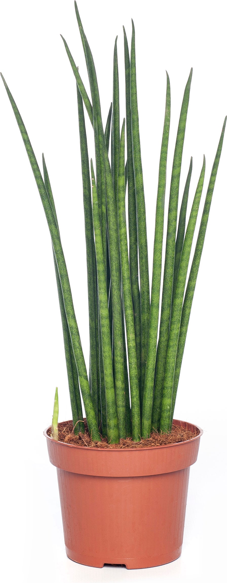 Vrouwentong (Sansevieria cylindra 'Handshake') D 17 H 80 cm