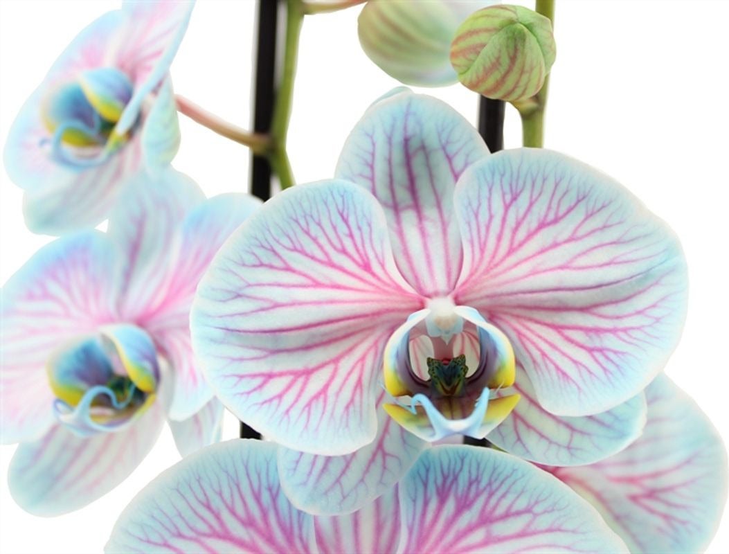 Vlinderorchidee 2 tak (Phalaenopsis multiflora 'Royal Bubblegum') D 12 H 55 cm