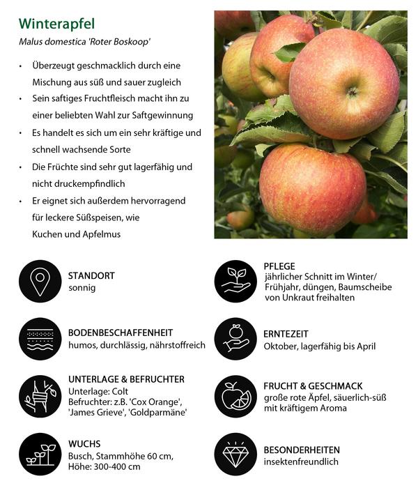 Apfel-Duo 'Jonagold/Boskoop'