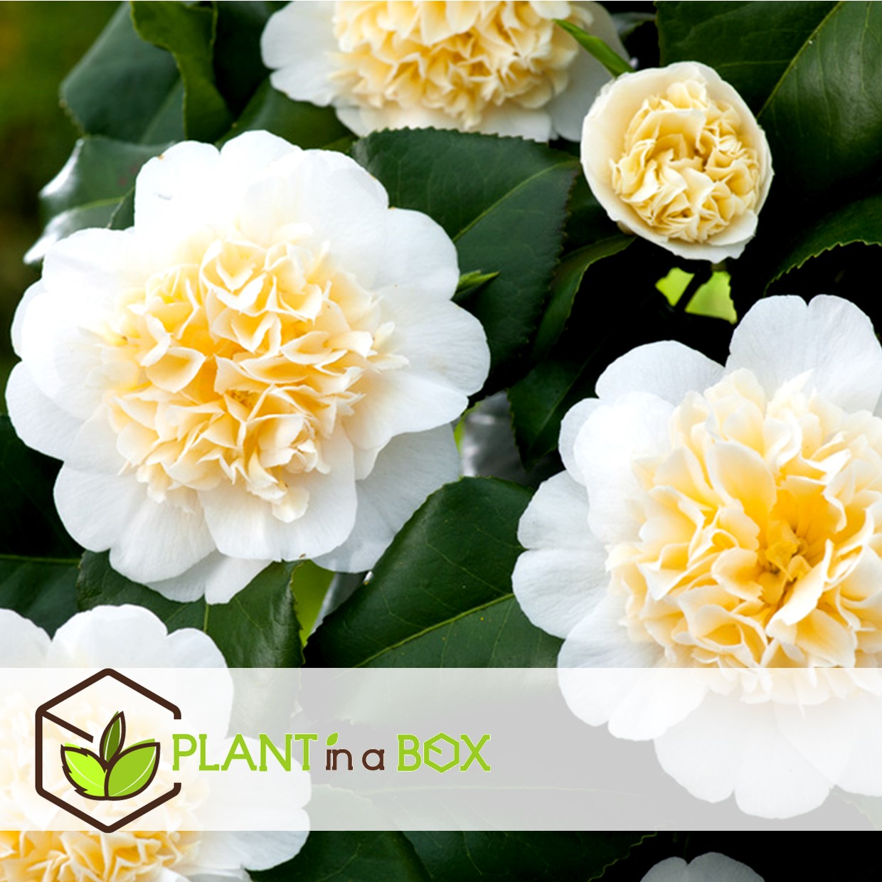 Camellia japonica - mélange de 6 - rouge,blanc,rose - pot 9cm - hauteur 25-40cm