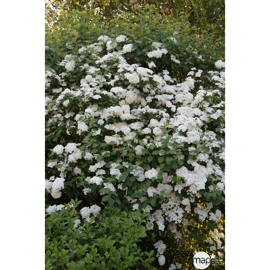 Spiraea x vanhouttei : H 8/100 : ctr 10 litres