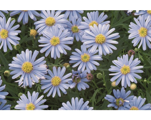 Daisy FloraSelf Brachyscome multifida Ø 10,5 cm pot