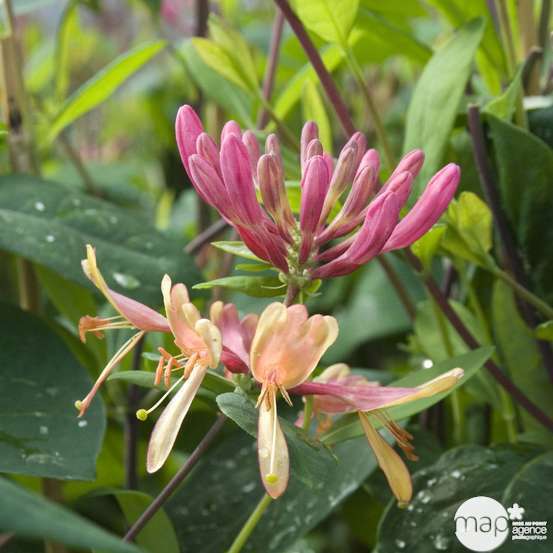 Lonicera Goldflame : ctr de 3 Litres