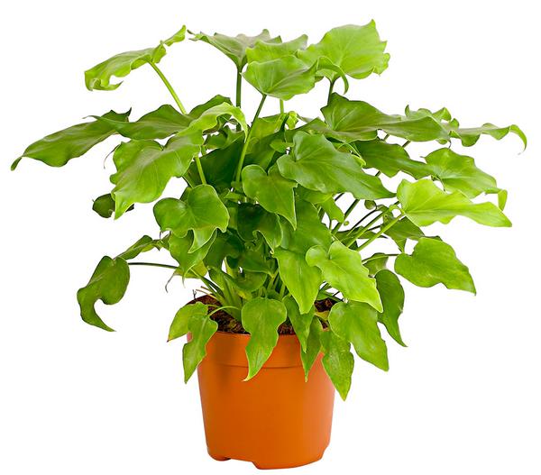 Baumfreund - Philodendron 'Little Hope'
